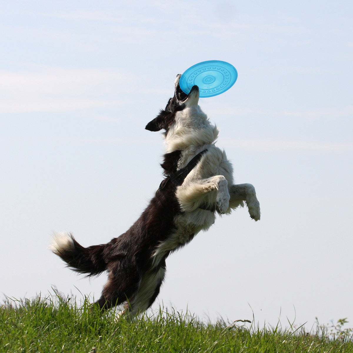 Hundesport
