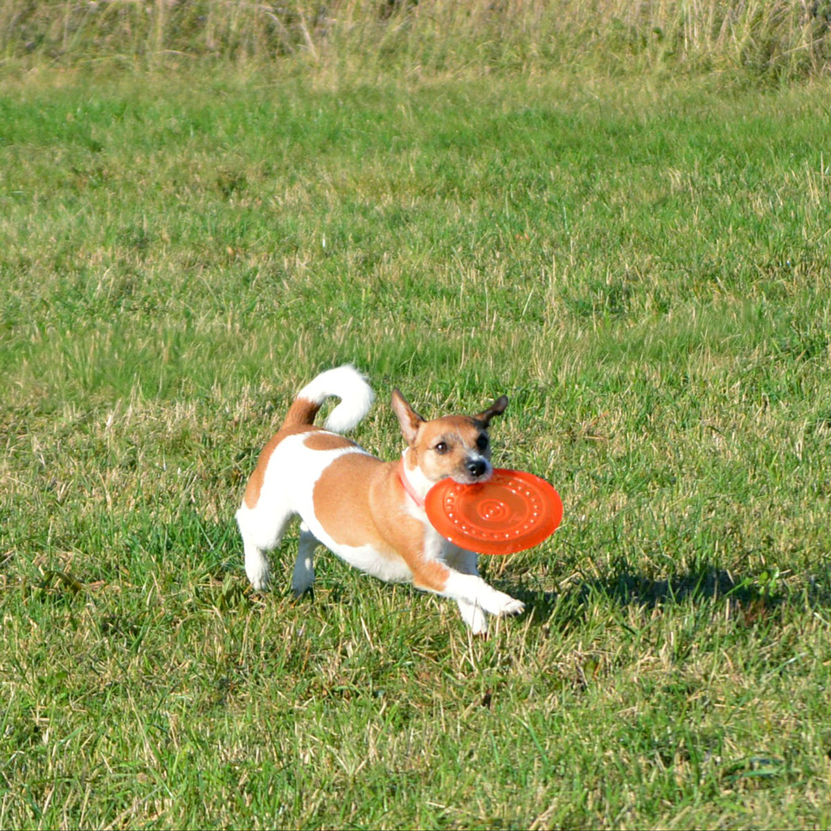 Hochwertige TPR-Wurfscheibe für Hunde – sicher, flexibel & schwimmfähig