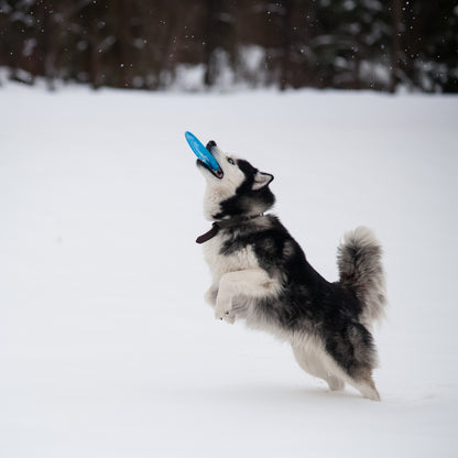 Hochwertige TPR-Wurfscheibe für Hunde – sicher, flexibel & schwimmfähig
