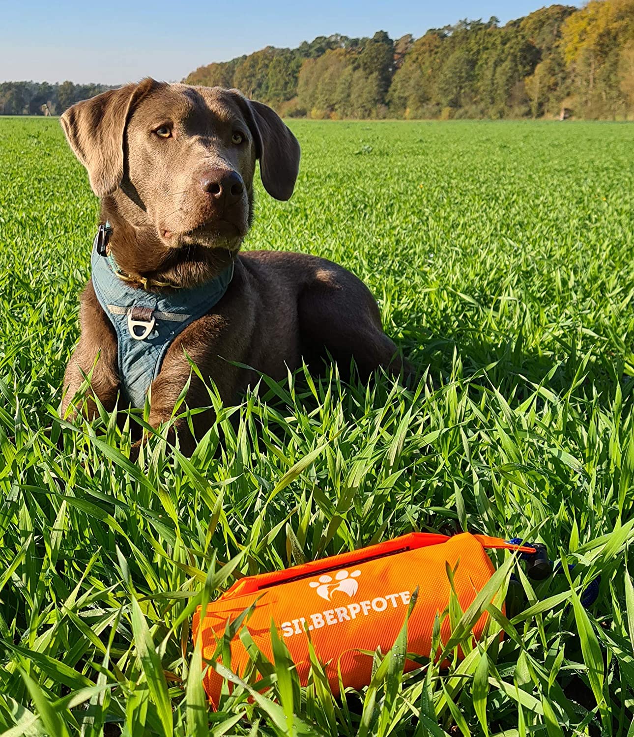 Futterdummy für Hunde